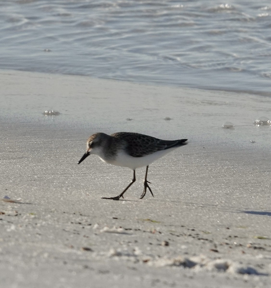 Semipalmated Sandpiper - ML624050715