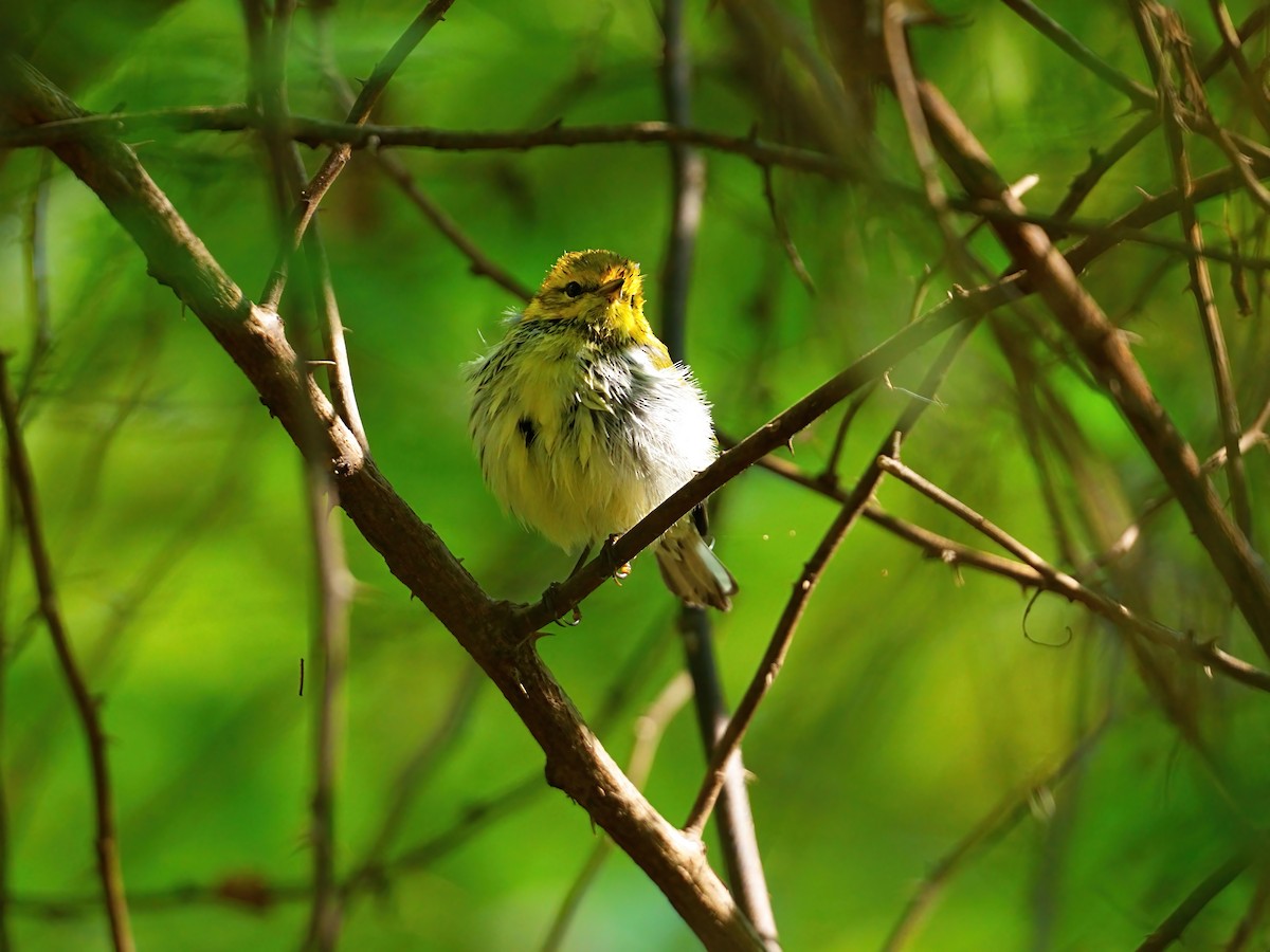 Black-throated Green Warbler - ML624050723