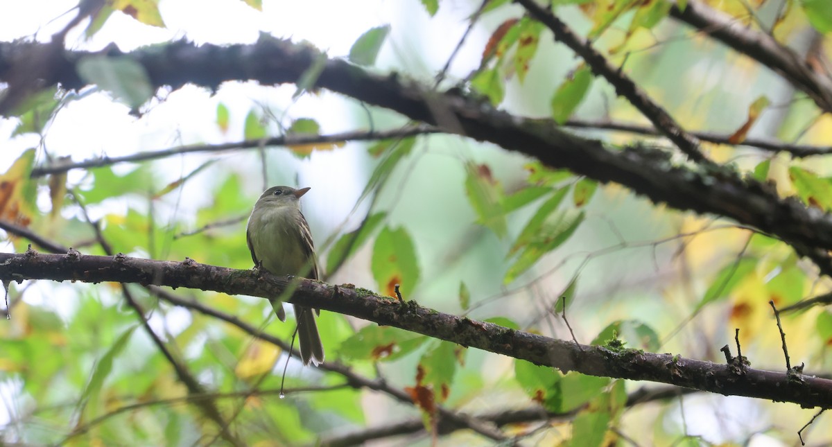 Eastern Wood-Pewee - ML624050770