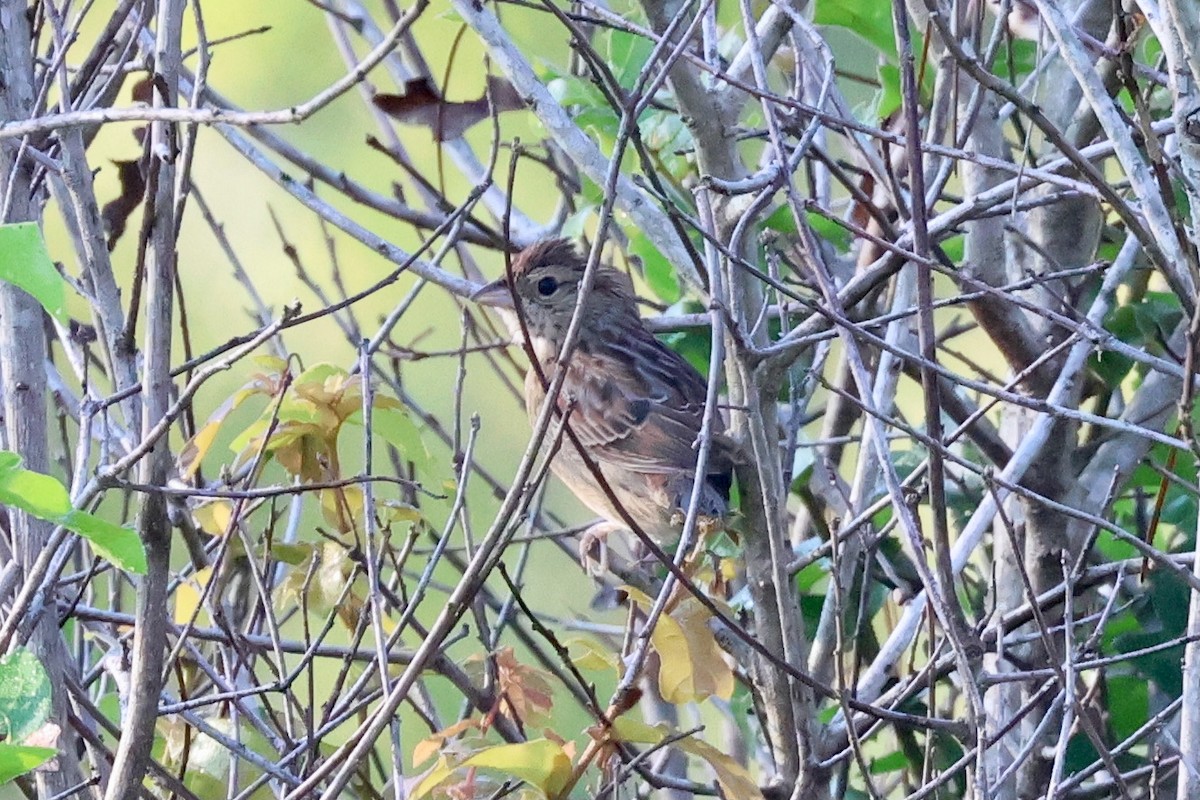 Bachman's Sparrow - Mark Gorday