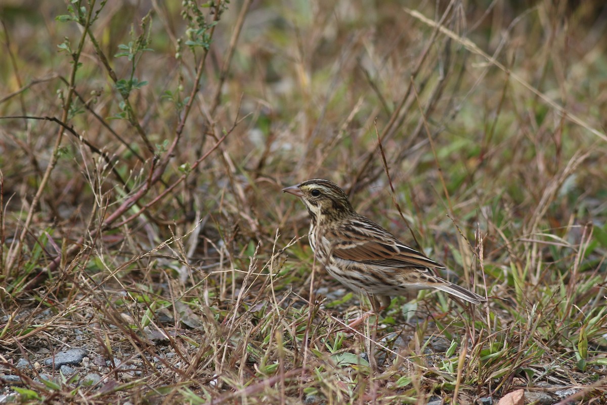 Savannah Sparrow (Savannah) - ML624050788