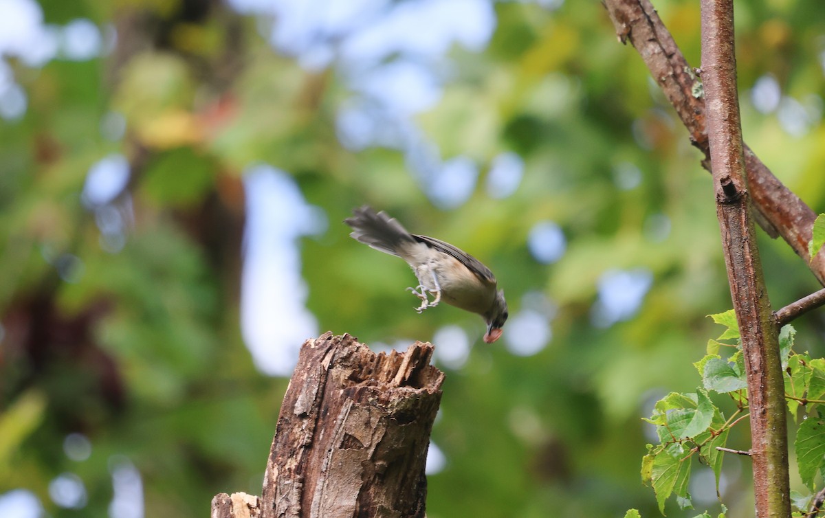 Mésange bicolore - ML624050794