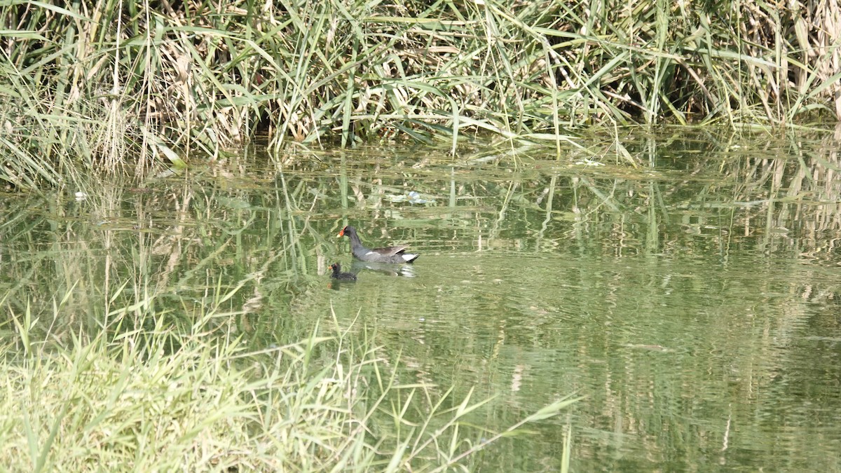 Gallinule d'Amérique - ML624050798