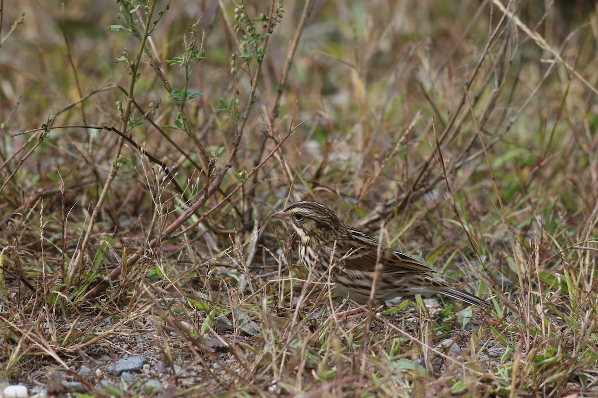 Savannah Sparrow (Savannah) - ML624050815