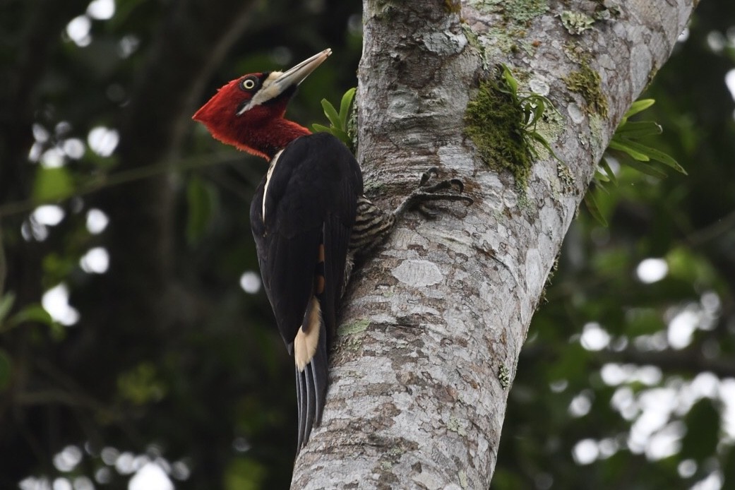 Robust Woodpecker - ML624050827