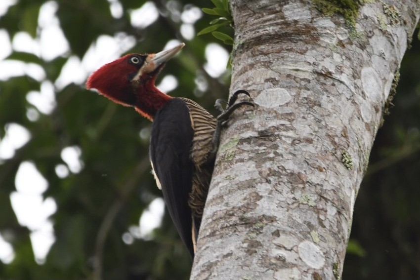 Robust Woodpecker - Mario Campagnoli