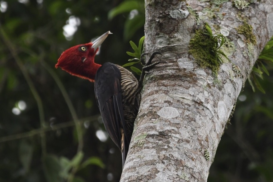 Robust Woodpecker - ML624050829