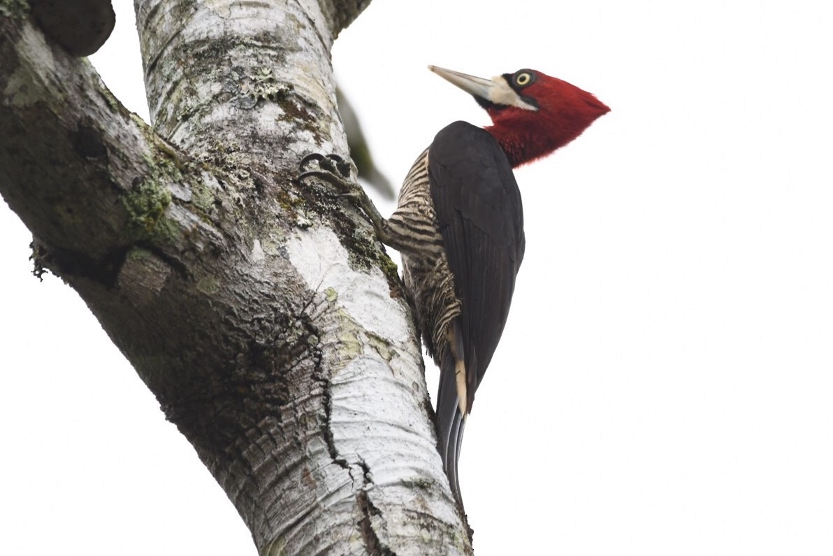 Robust Woodpecker - ML624050830