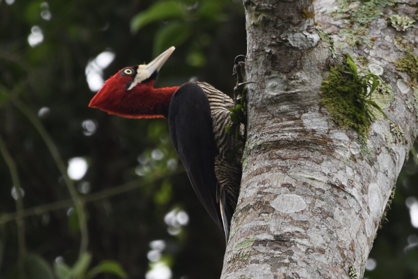 Robust Woodpecker - ML624050831