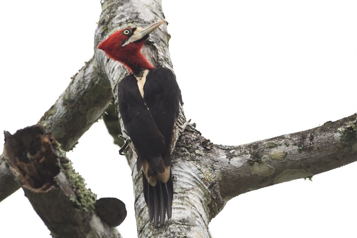 Robust Woodpecker - ML624050832