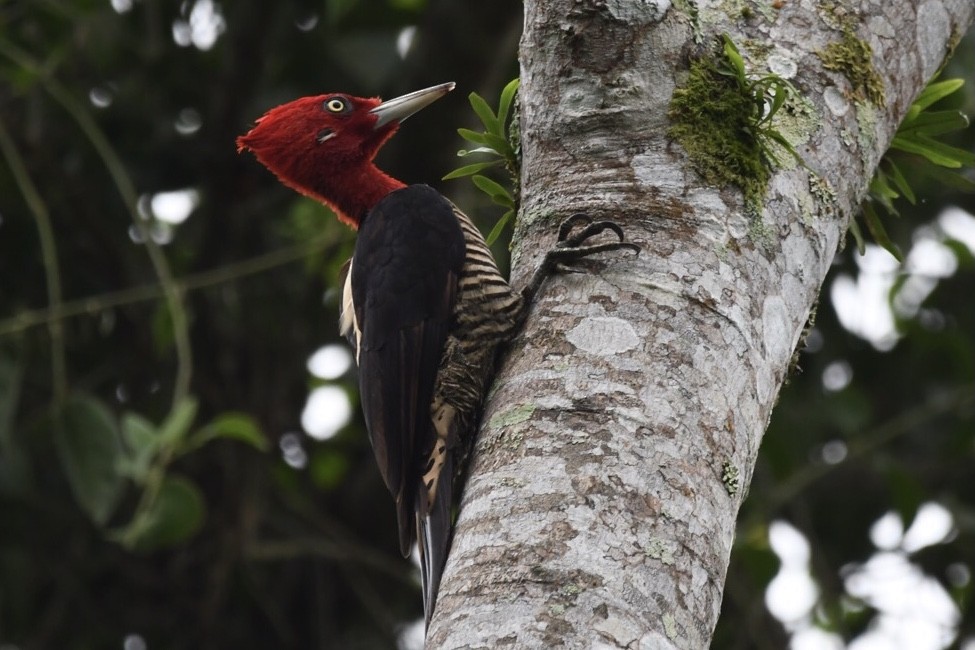 Robust Woodpecker - ML624050833