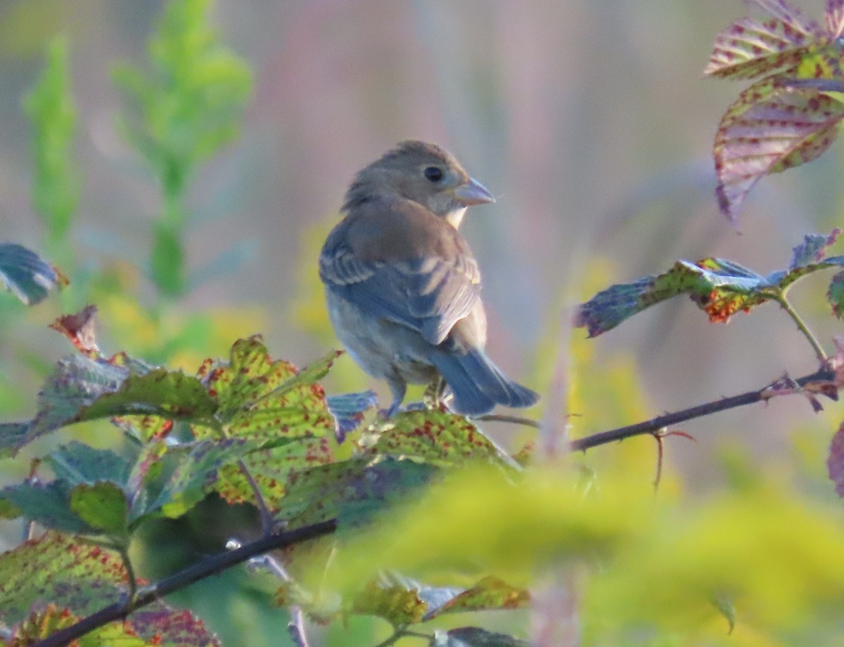 Indigo Bunting - ML624050841