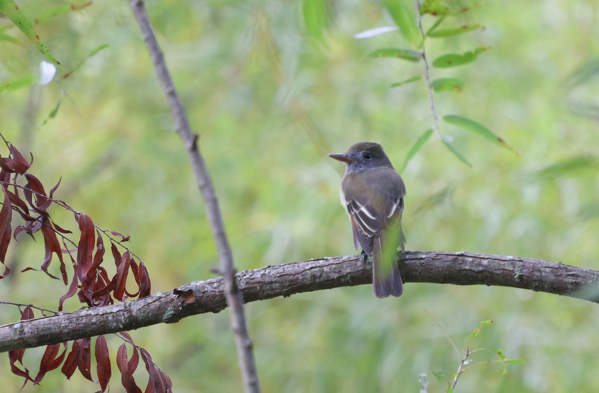 Great Crested Flycatcher - ML624050843