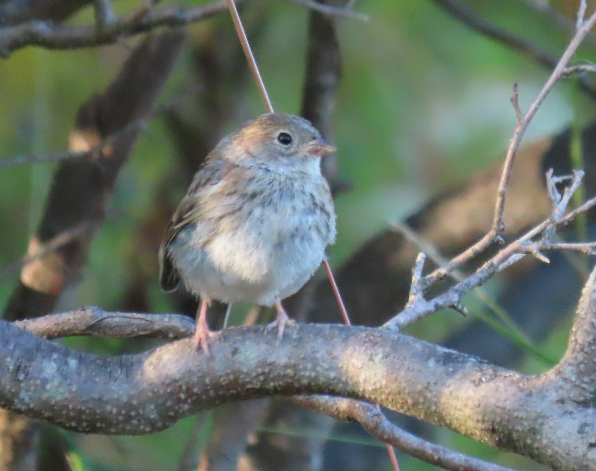 Field Sparrow - Kristin Mylecraine