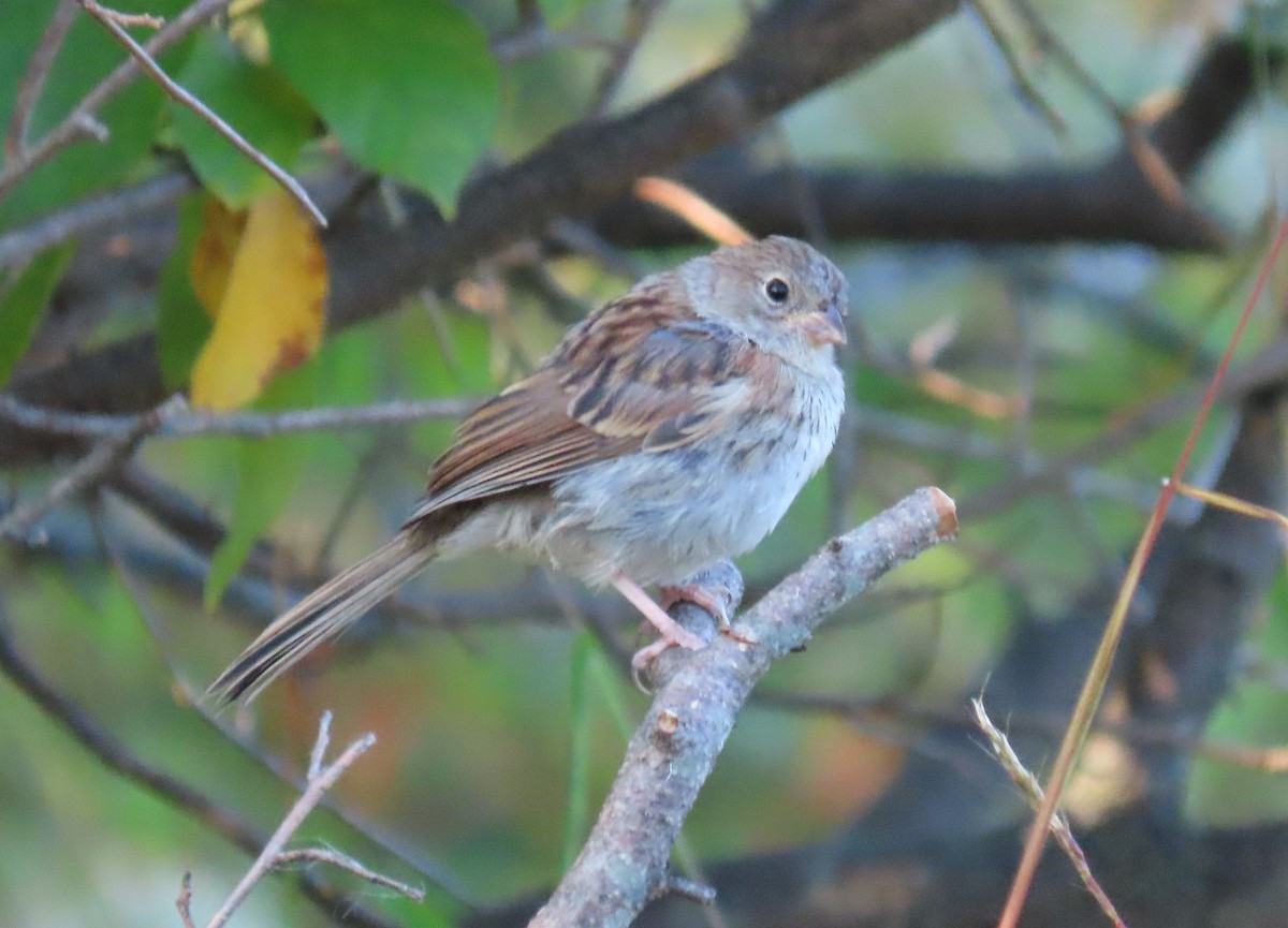 Field Sparrow - ML624050852