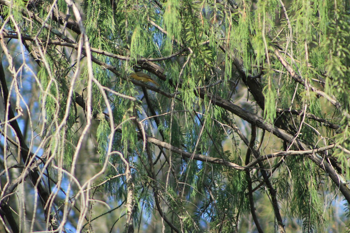 Summer Tanager - ML624050854