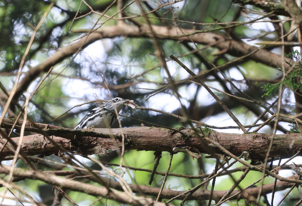 Black-and-white Warbler - ML624050855