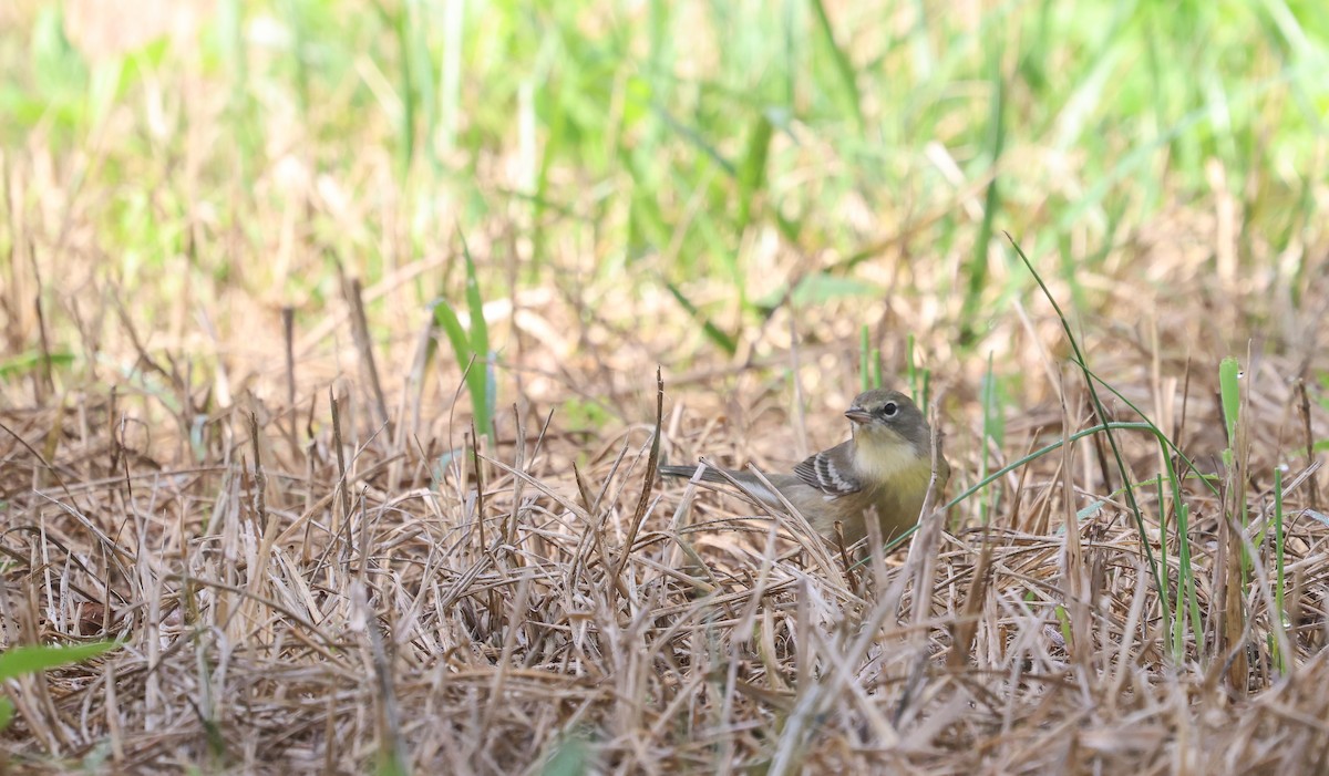 Pine Warbler - ML624050860