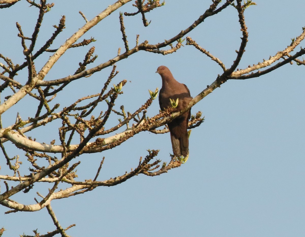 Ruddy Pigeon - ML624050865