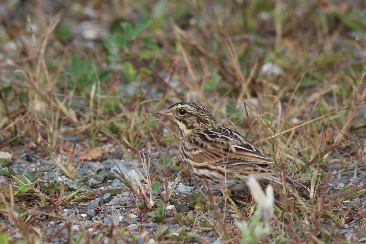 Savannah Sparrow (Savannah) - ML624050919