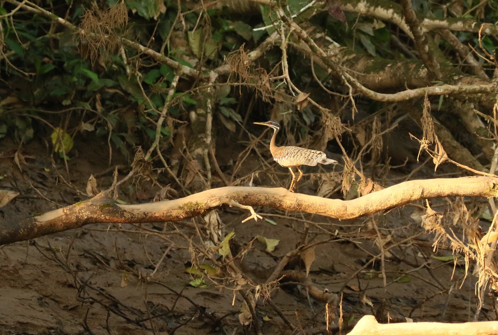 Sunbittern - ML624050923