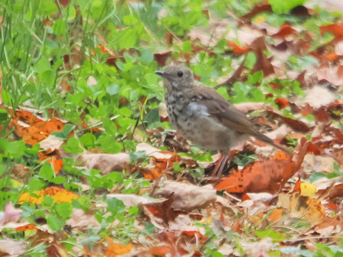 Gray-cheeked/Bicknell's Thrush - ML624050925