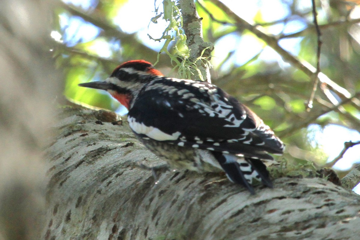 Red-naped Sapsucker - ML624050928