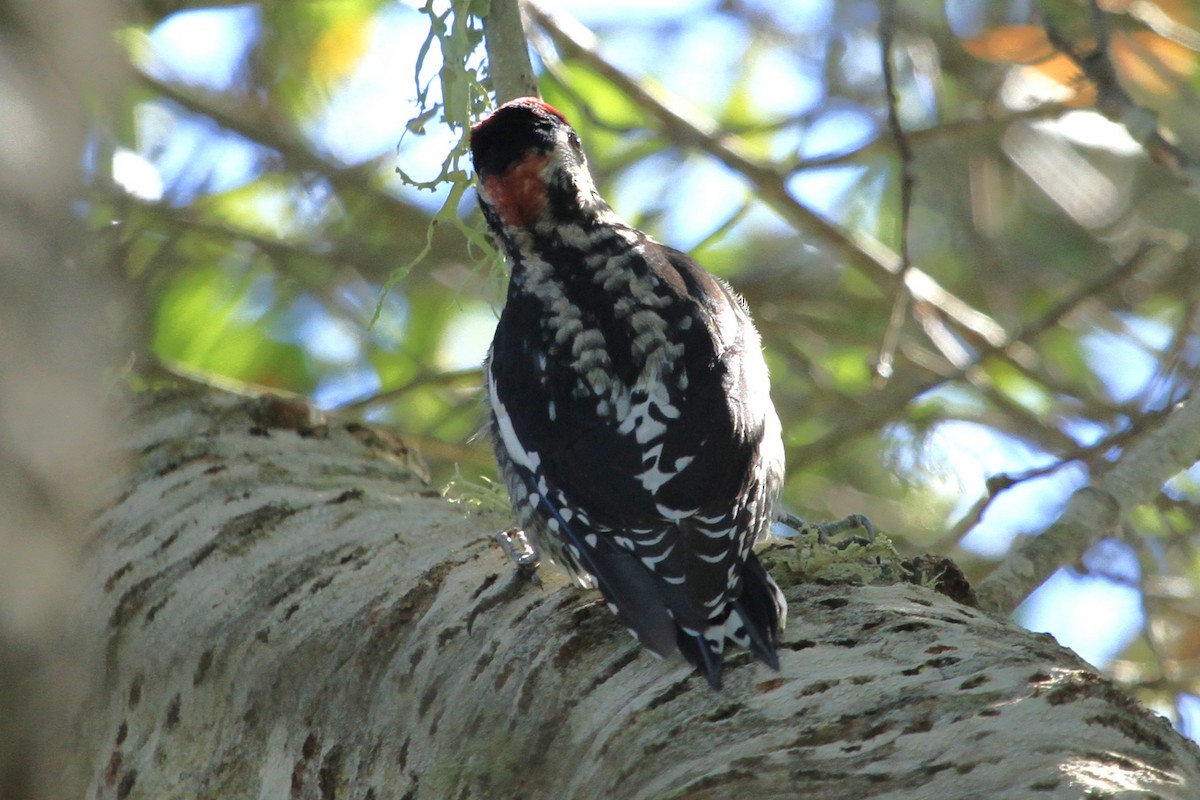 Red-naped Sapsucker - ML624050938