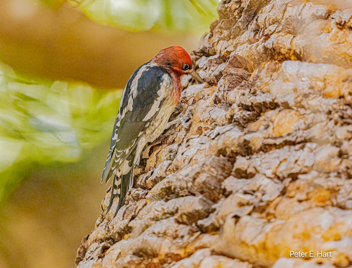 Red-breasted Sapsucker - ML624050952