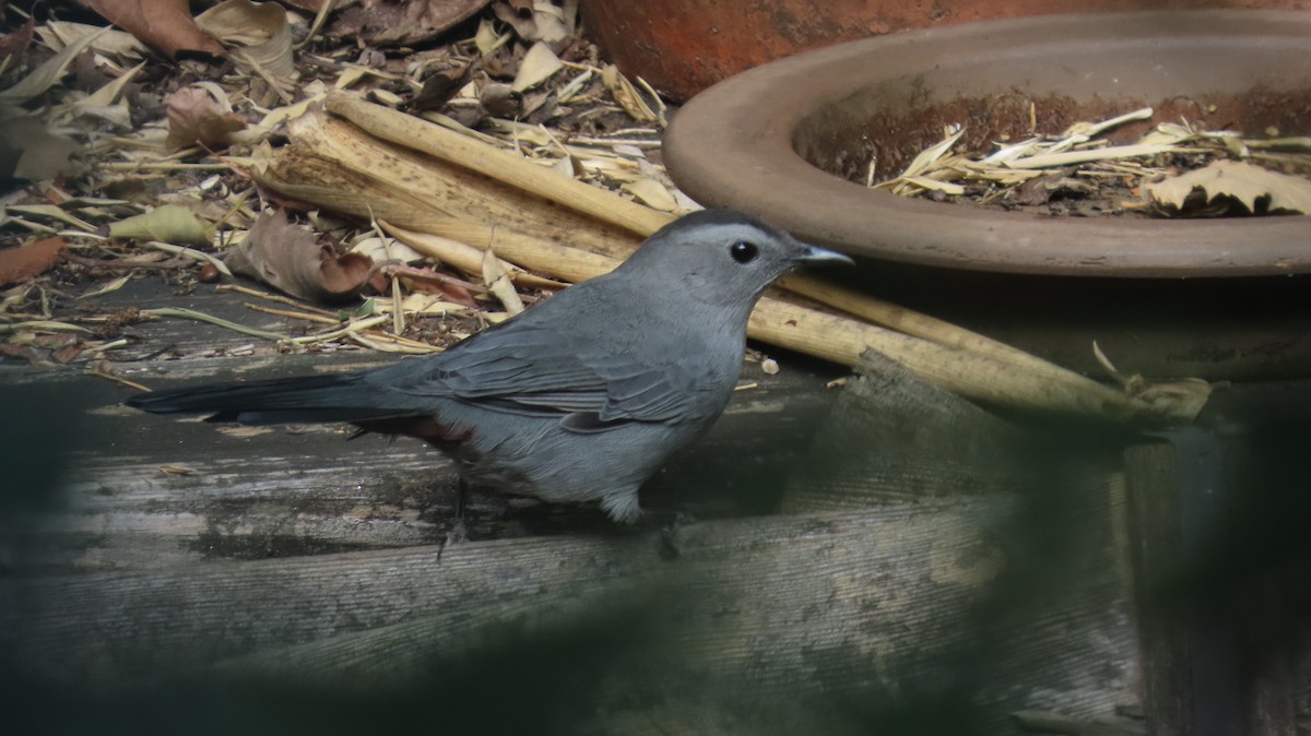 Gray Catbird - ML624050954