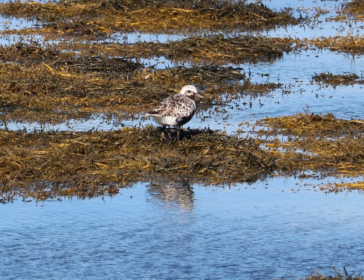 Black-bellied Plover - ML624050957