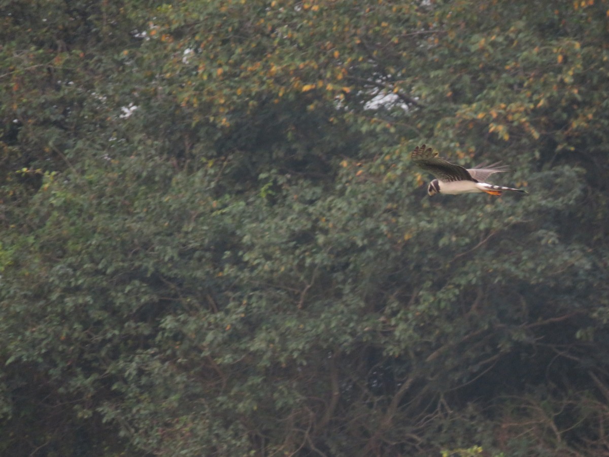 Long-winged Harrier - Gustavo  Centomo