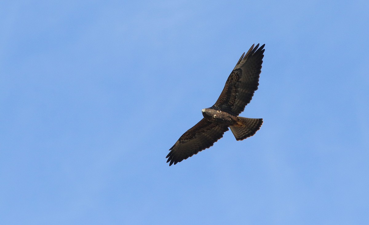 Swainson's Hawk - ML624050960