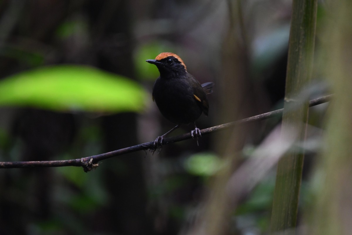 Rufous-capped Antthrush - ML624050971