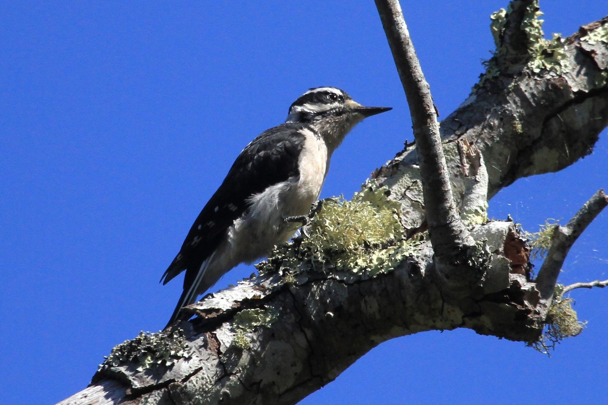 Hairy Woodpecker - ML624050983