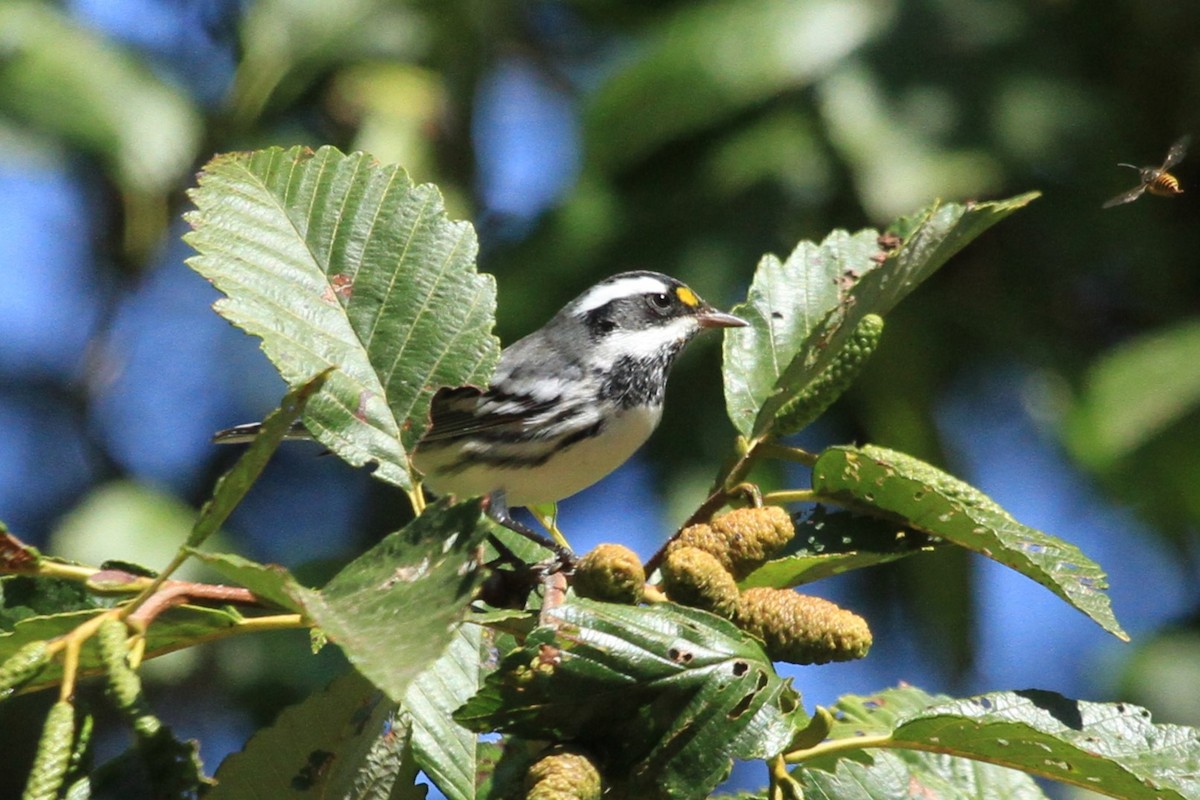 Black-throated Gray Warbler - ML624050985