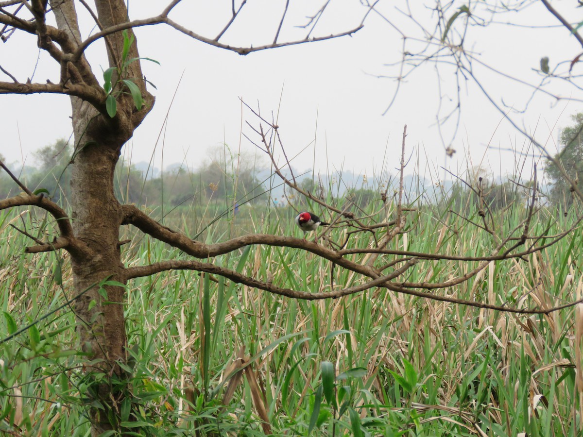 Yellow-billed Cardinal - ML624051021