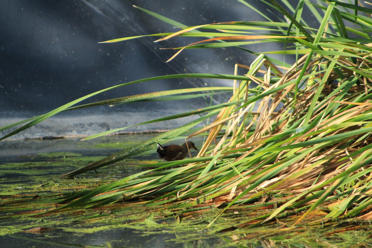 Common Gallinule - ML624051037