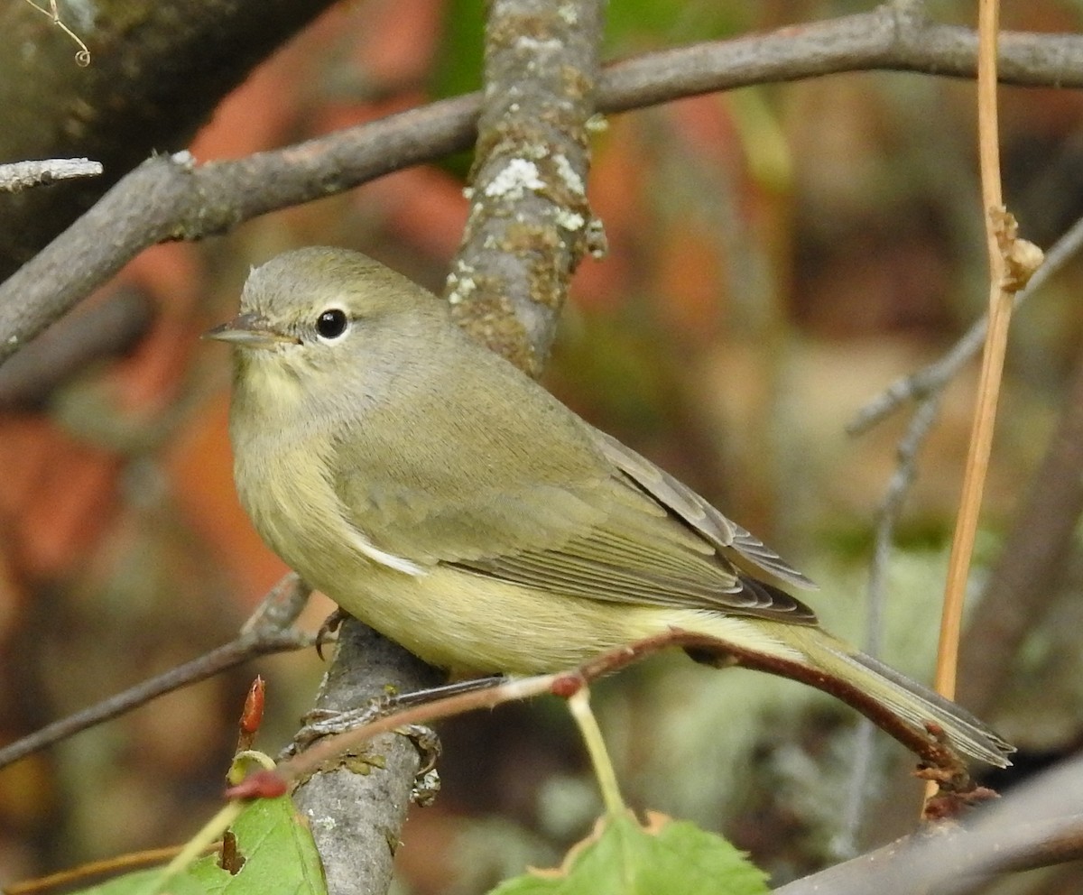 Reinita Coroninaranja (celata/orestera) - ML624051096