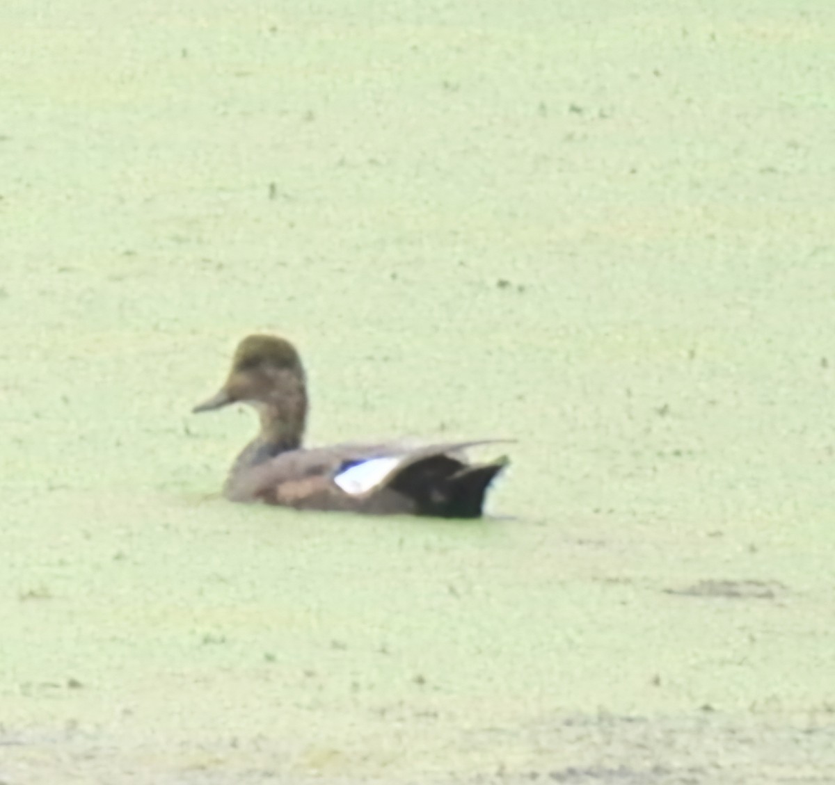 Gadwall - Christoph Benning