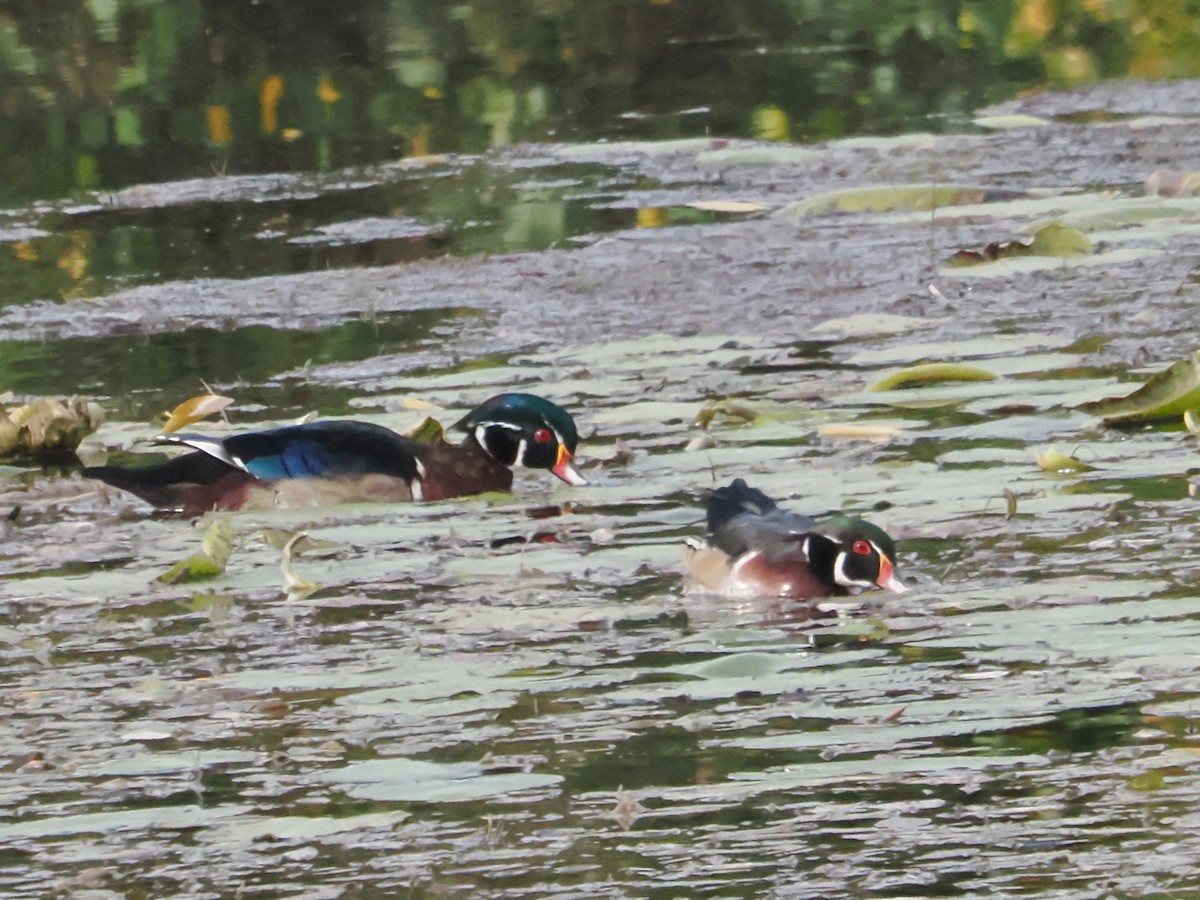 Wood Duck - ML624051122