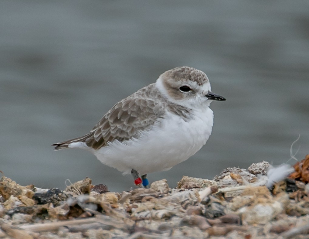 Snowy Plover - ML624051153