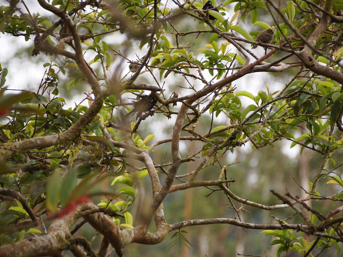 Variable Seedeater - ML624051160