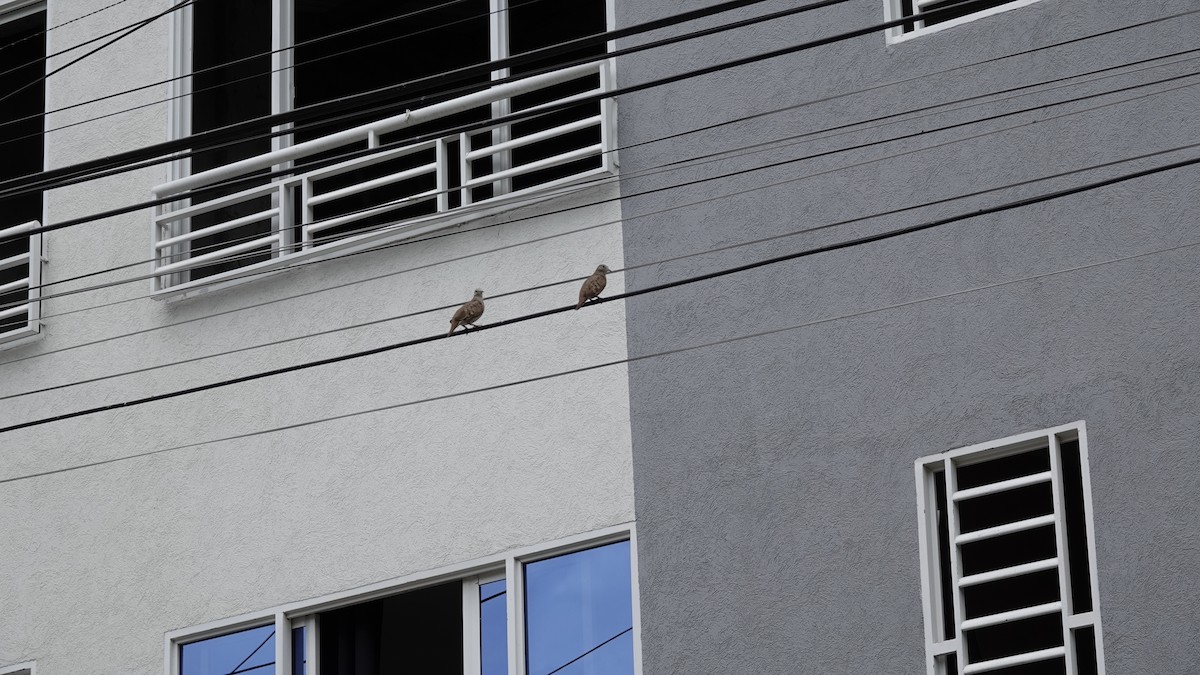 Plain-breasted Ground Dove - Pablo Galdames