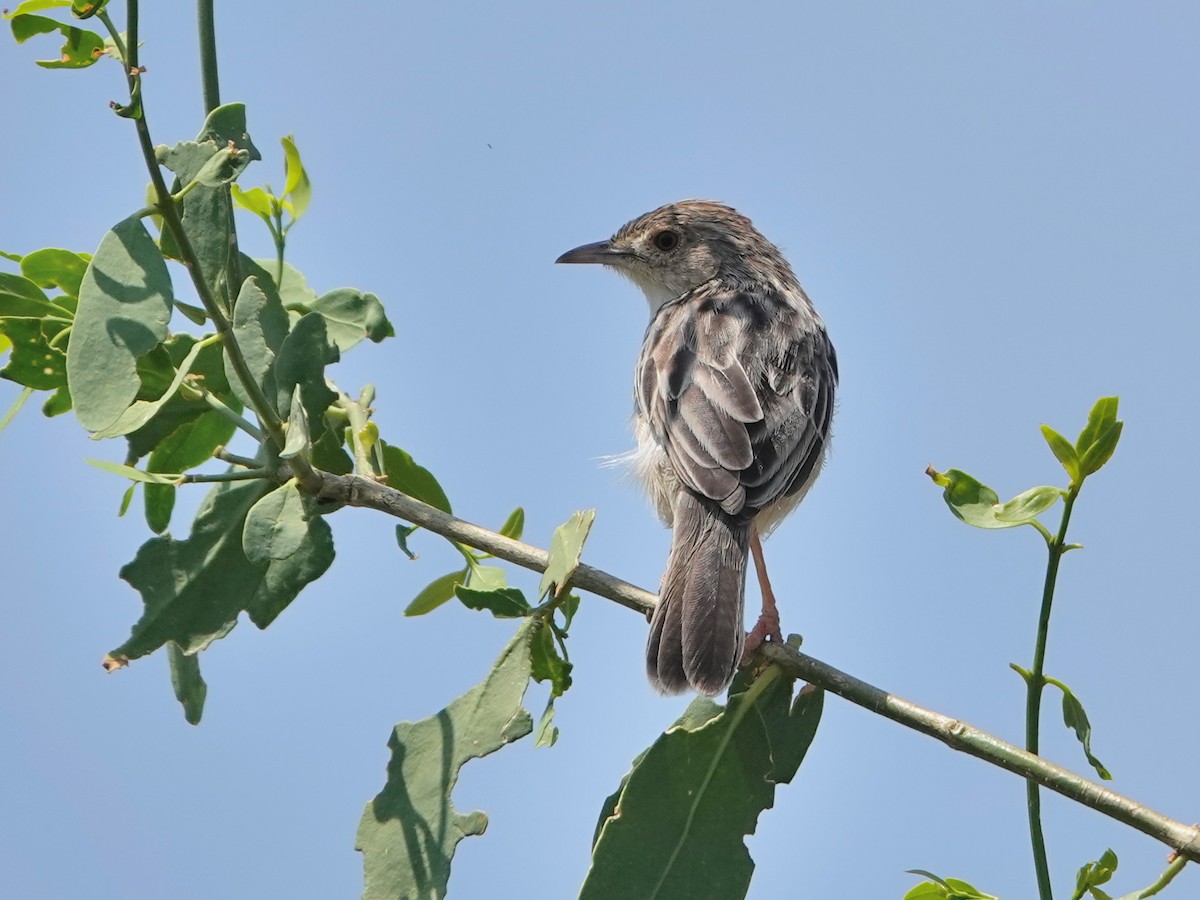 Ashy Cisticola - ML624051175