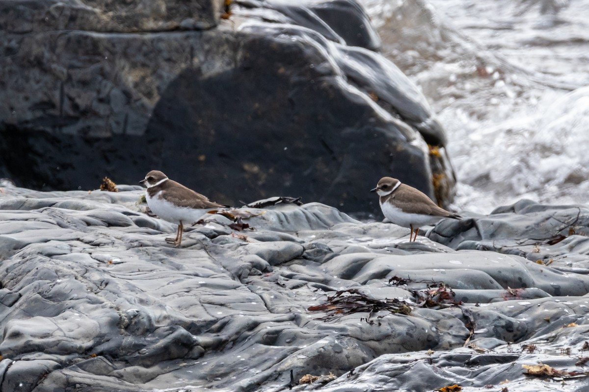 Semipalmated Plover - ML624051182