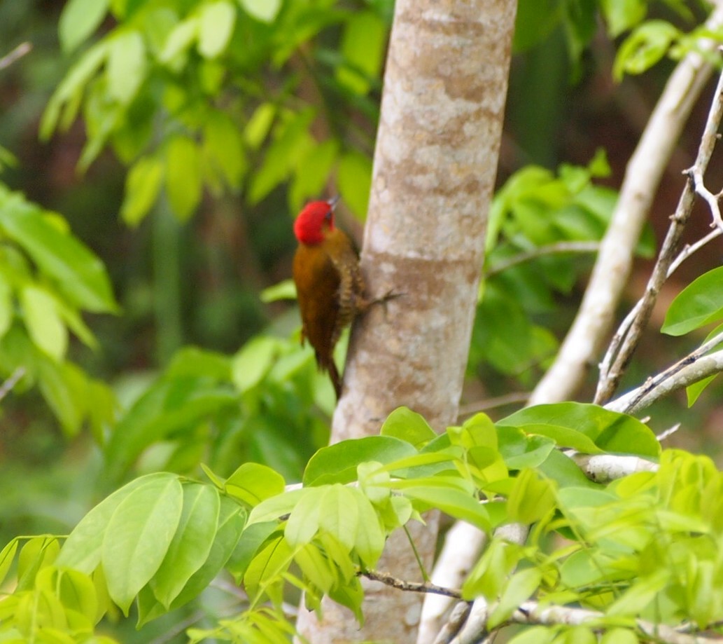 Rufous-winged Woodpecker - ML624051204