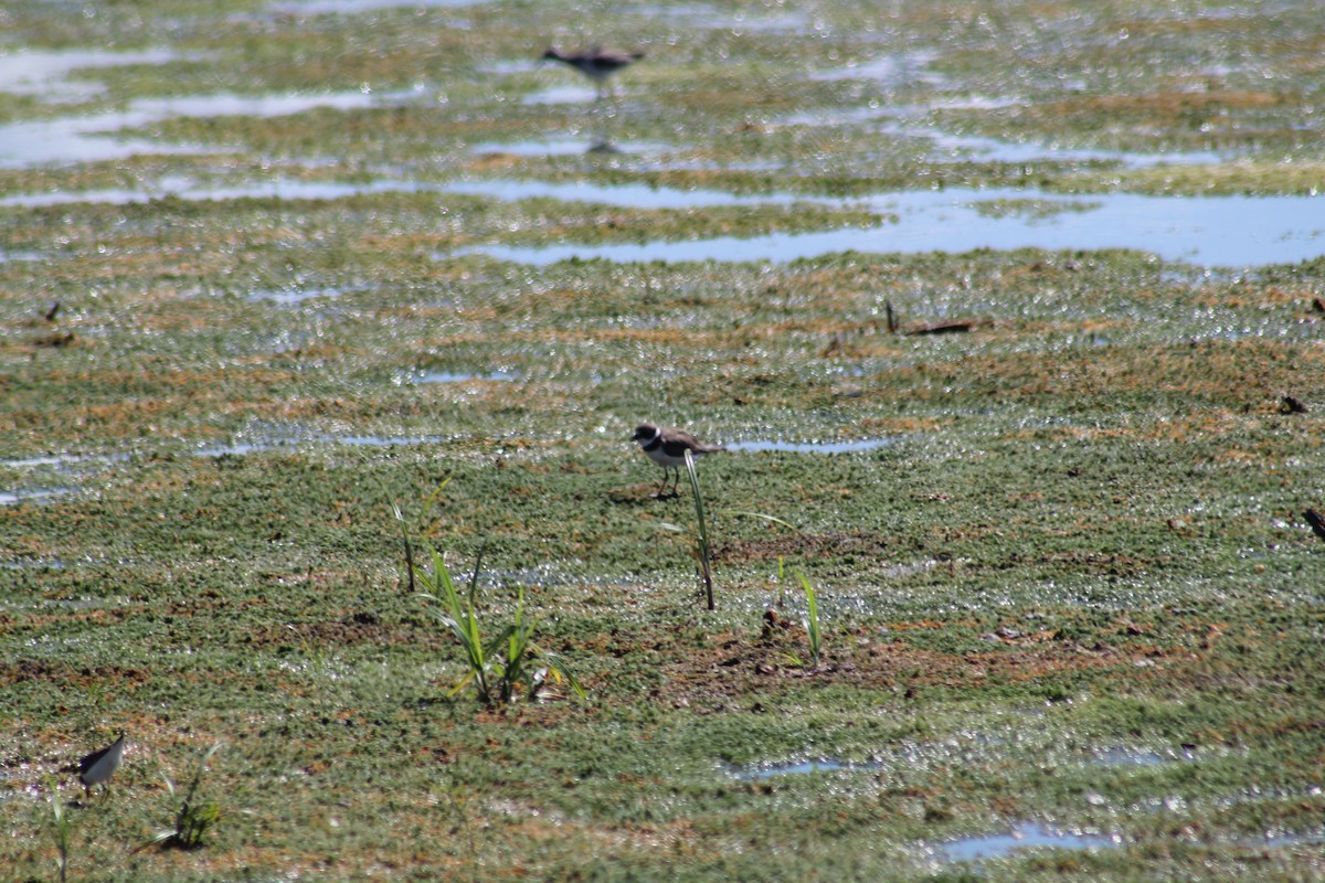 Semipalmated Plover - ML624051217