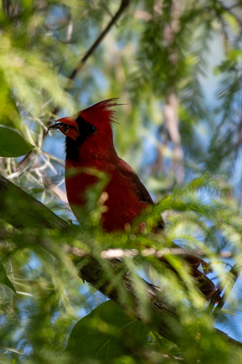 Northern Cardinal (Common) - ML624051231