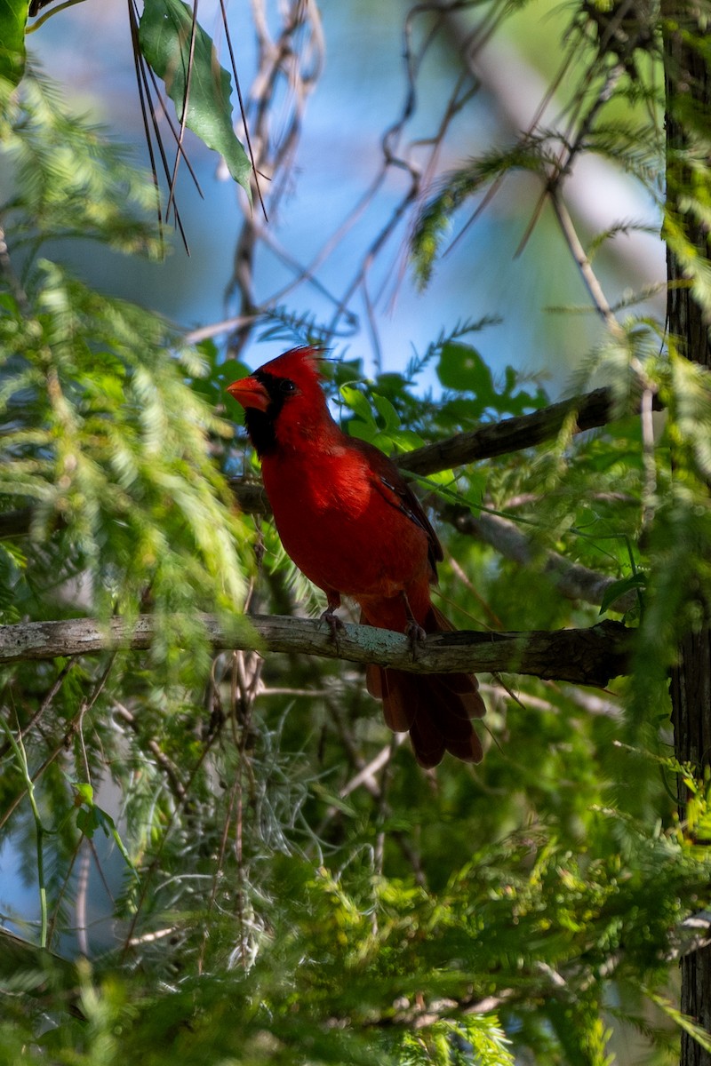 Northern Cardinal (Common) - ML624051232